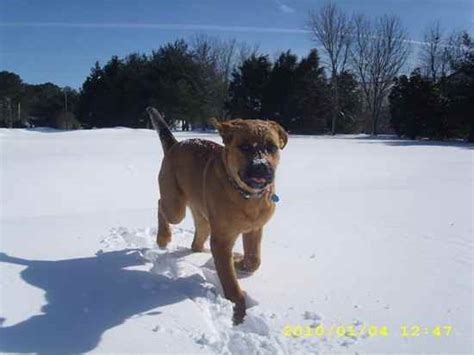 Saint Weiler Saint Weilers Rottweiler X Saint Bernard