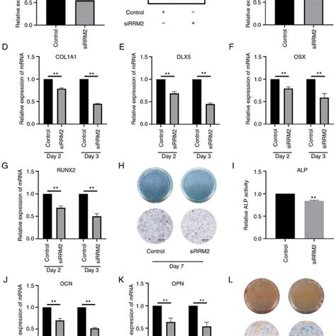 RRM2 Promotes Osteogenic Differentiation In MEFs A RT QPCR Analysis