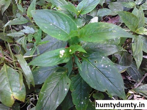 Madhusoleng Medicinal Plants Of Assam Scientific Name Is … Flickr