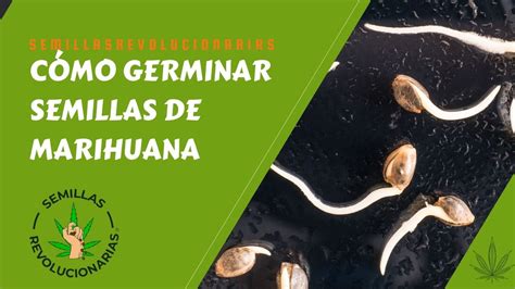 Cómo germinar semillas de marihuana paso a paso