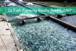 How To Start Fish Farming Business In Nigeria All You Need To Know