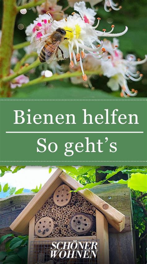 Bienen Retten So Helfen Sie Bienen Und Pflanzen Pflanzen Garten Bienen