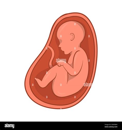 Embryo in stomach icon in cartoon style isolated on white background. Pregnancy symbol Stock ...