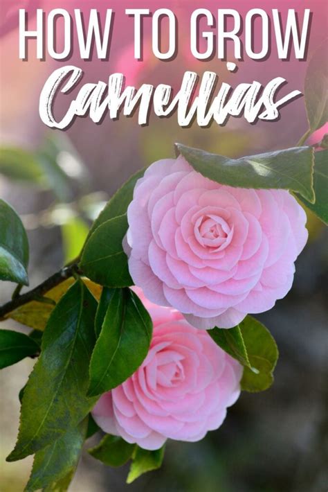 How To Grow And Care For Camellias Growhappierplants