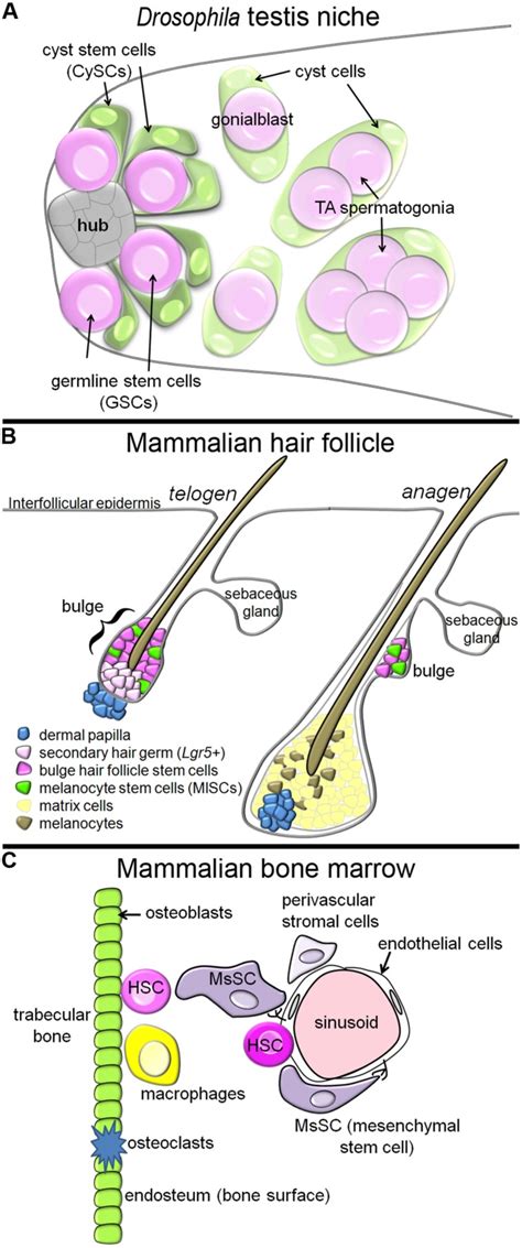 Tissue Architecture Of Three Stem Cell Niches A In The Drosophila