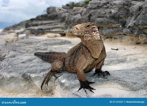 Cuban Iguana Royalty Free Stock Photography - Image: 31121627