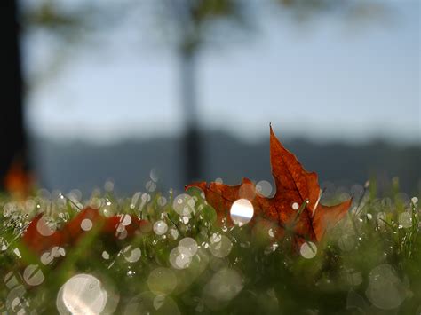 Free Images Water Nature Grass Dew Bokeh Plant Leaf Flower