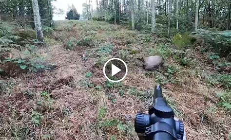 Chasse en battue au sanglier 3 sangliers au même poste Blog de chasseur