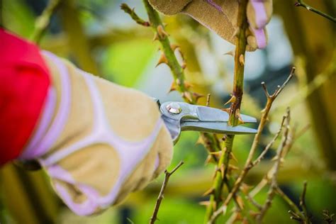 Poda del limón cómo y cuándo hacerla para una buena cosecha trucos