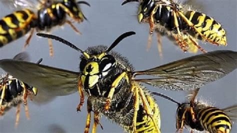 students hospitalised  wasp attack  sri lanka glamsham