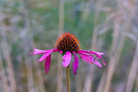 Fleur Botanique Bloom Photo Gratuite Sur Pixabay Pixabay