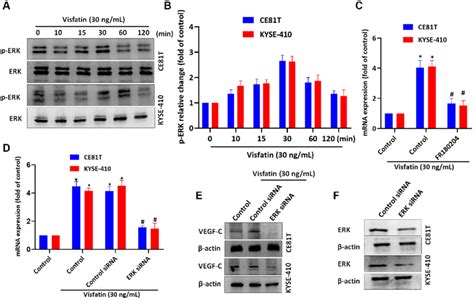 Visfatin Induced Increases In Levels Of Vegf C Expression And