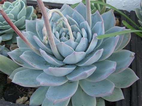 Echeveria Blue Bird World Of Succulents