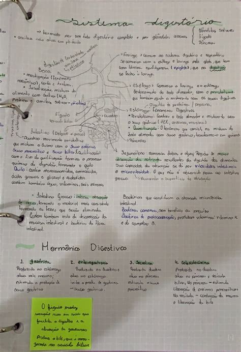 Sistema Digestorio Biologia