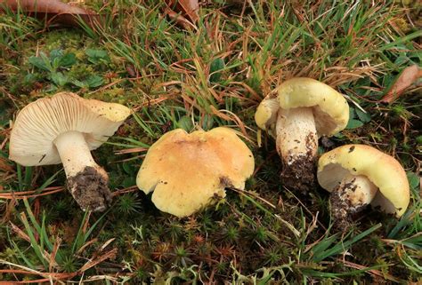 Tricholoma Intermedium From Teter Creek Lake WMA Barbour County WV On