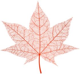 Download autumn red leaf png - Free PNG Images | TOPpng