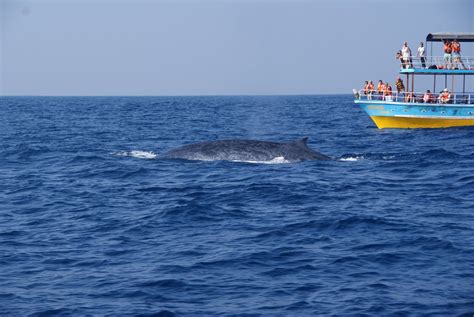 Whale-Watching-Mirissa - Ceylon Independent