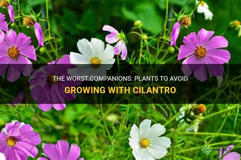 The Worst Companions Plants To Avoid Growing With Cilantro ShunCy