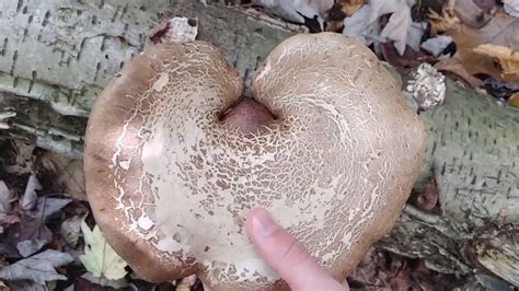 Birch Polypore Mushroom Youtube