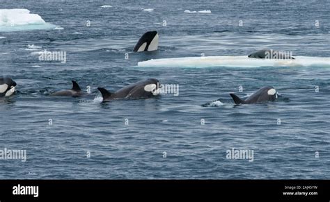 Orca Hunting Seals