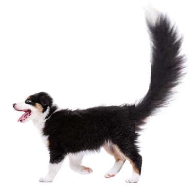 finance tail  wagging  economy dog  morpheus medium