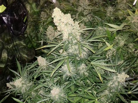 Sour Diesel Autoflowering Dinafem Cannabis Strain Info