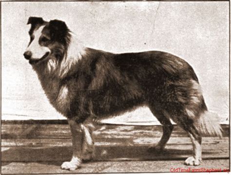 Border Collie 100 Years Ago Atelier Yuwaciaojp