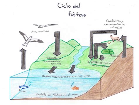 Esquema Del Ciclo Del Fósforo ¡fotos And Guía 2024