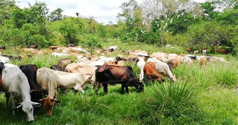 Ganader A Regenerativa Biodiversidad