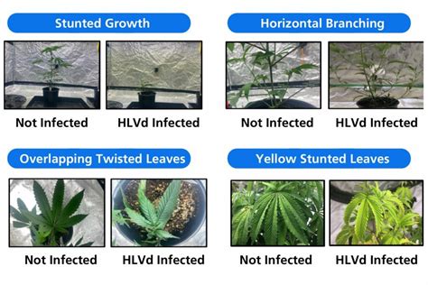 Transmission Archives Cannabis Industry Journal