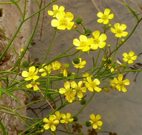 Ranunculus Flammula Lesser Spearwort Artisan Aquatics