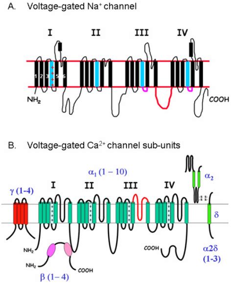 Albums 105 Pictures Activation And Inactivation Gates Of Sodium