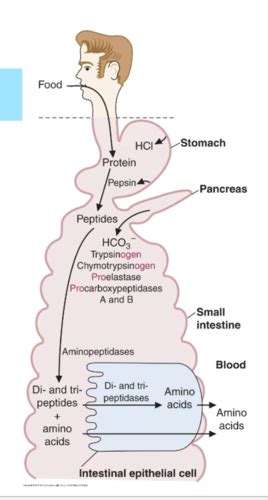 Protein Digestion And Amino Acid Absorption Flashcards Quizlet