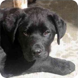 Mastiff Newfoundland Mix | Dog Breeds Picture