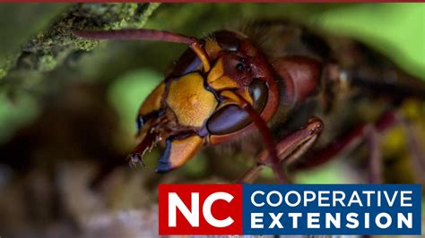 Identifying Large Hornets Nc Cooperative Extension