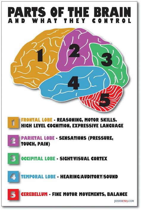 Brain Anatomy Human Anatomy And Physiology Medical Anatomy Brain