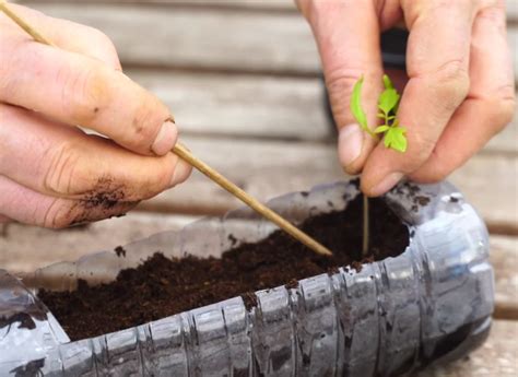 Comment Repiquer Des Plants De Tomates Dans Une Bouteille Planter