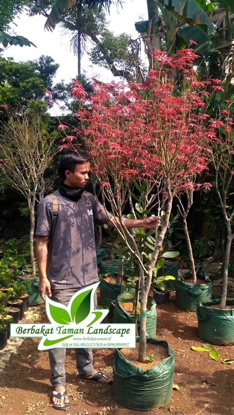 Jual Pohon Maple Merah Murah Tukang Taman Minimalis Murah Dan Jual