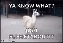 Llama Sassy GIF - Llama Sassy Funny - Discover & Share GIFs