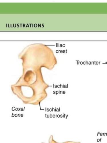 Bone Markings Axial And Appendicular Skeleton Flashcards Quizlet