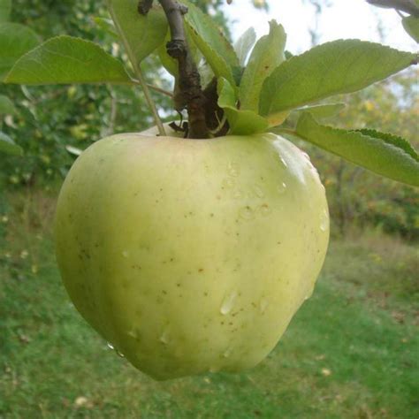 Pommier ancien à pommes d hiver Vente Malus communis Calville Blanche