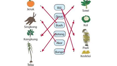 Kunci Jawaban Tema 7 Kelas 1 Halaman 124 Tariklah Garis Dari Gambar Ke