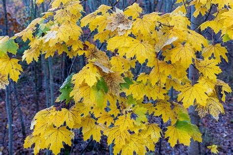 maple leaves tree fall  photo  pixabay