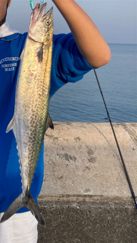 サゴシ 和歌山県 和歌山マリーナシティ ショアジギング サワラ 陸っぱり 釣り・魚釣り 釣果情報サイト カンパリ