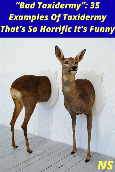 Bad Taxidermy” 35 Examples Of Taxidermy Thats So Horrific Its Funny