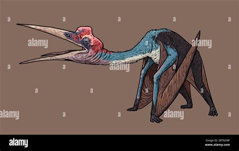 Anatomy Of Pteranodon Hi Res Stock Photography And Images Alamy