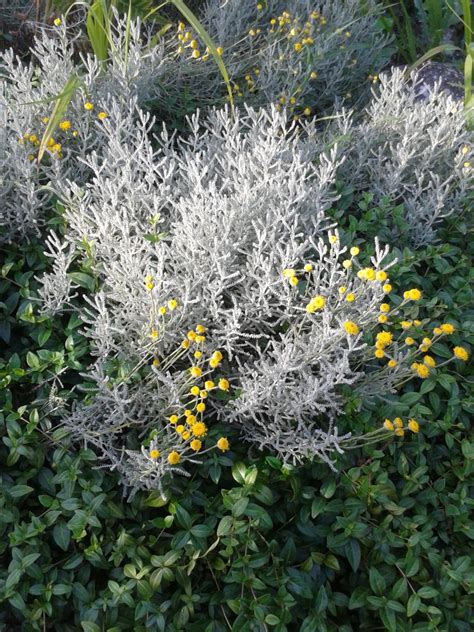 Silver Leafed Plants For Your Garden Hubpages