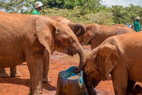 Herd Of Orphaned Baby Elephants Drinking Water Editorial Image Image