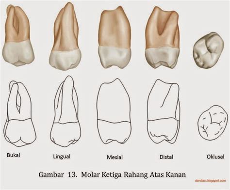 Morfologi Gigi Permanen Dent Ias Notes