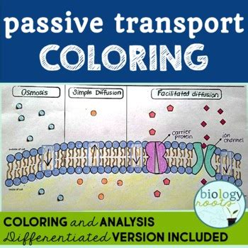 Cell Transport Passive Transport Coloring By Biology Roots Tpt